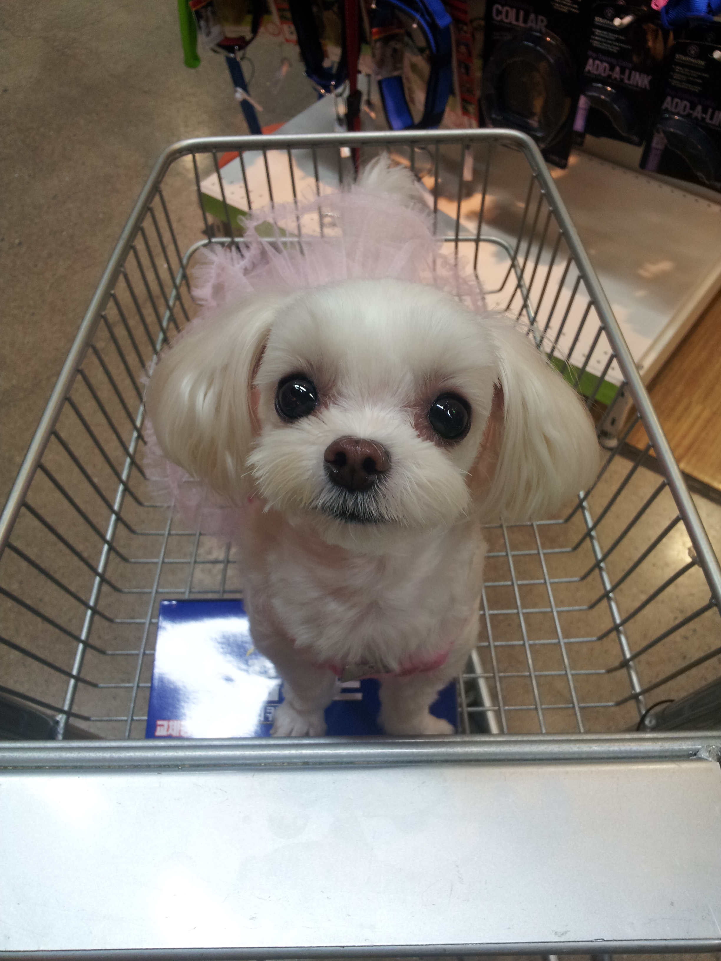 랑이 자랑하고 싶어서....^^
