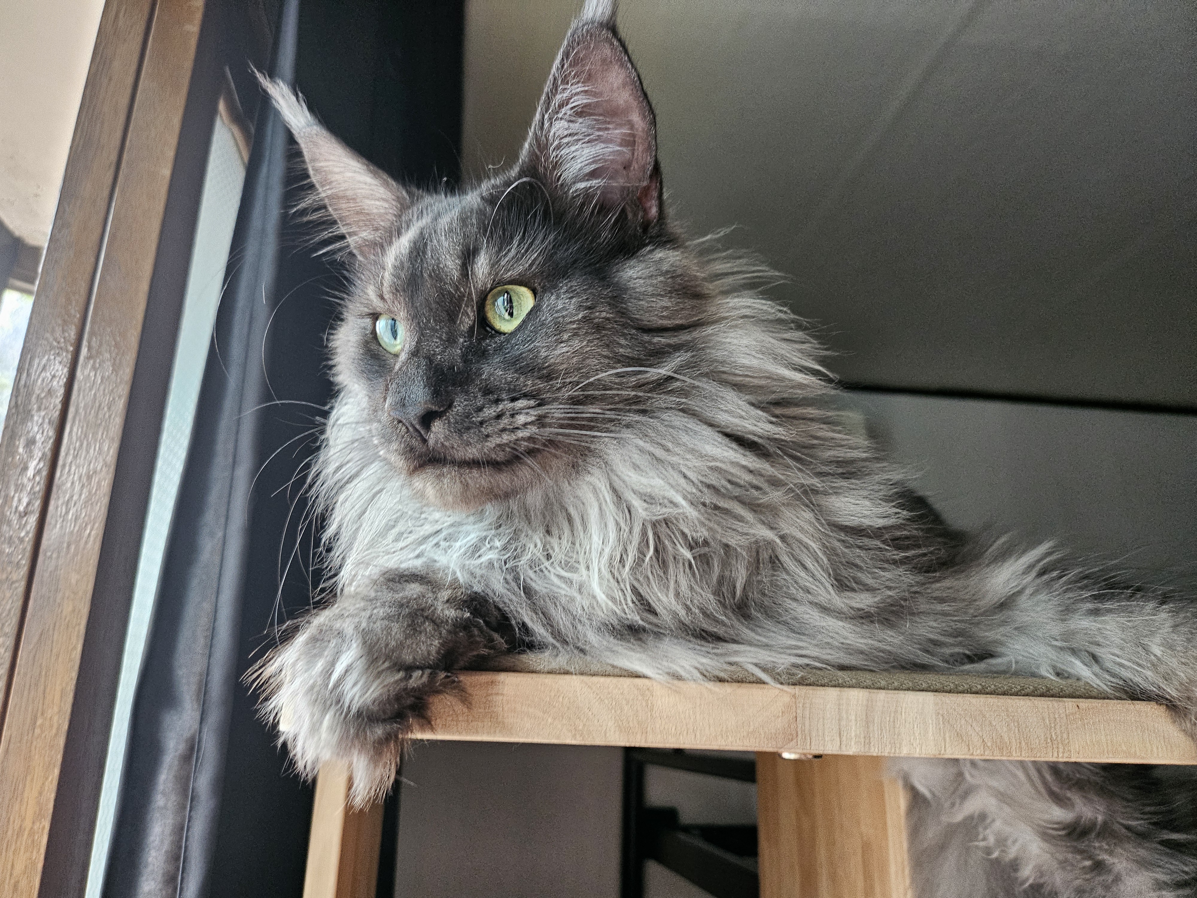 꾼이 입양 한달차