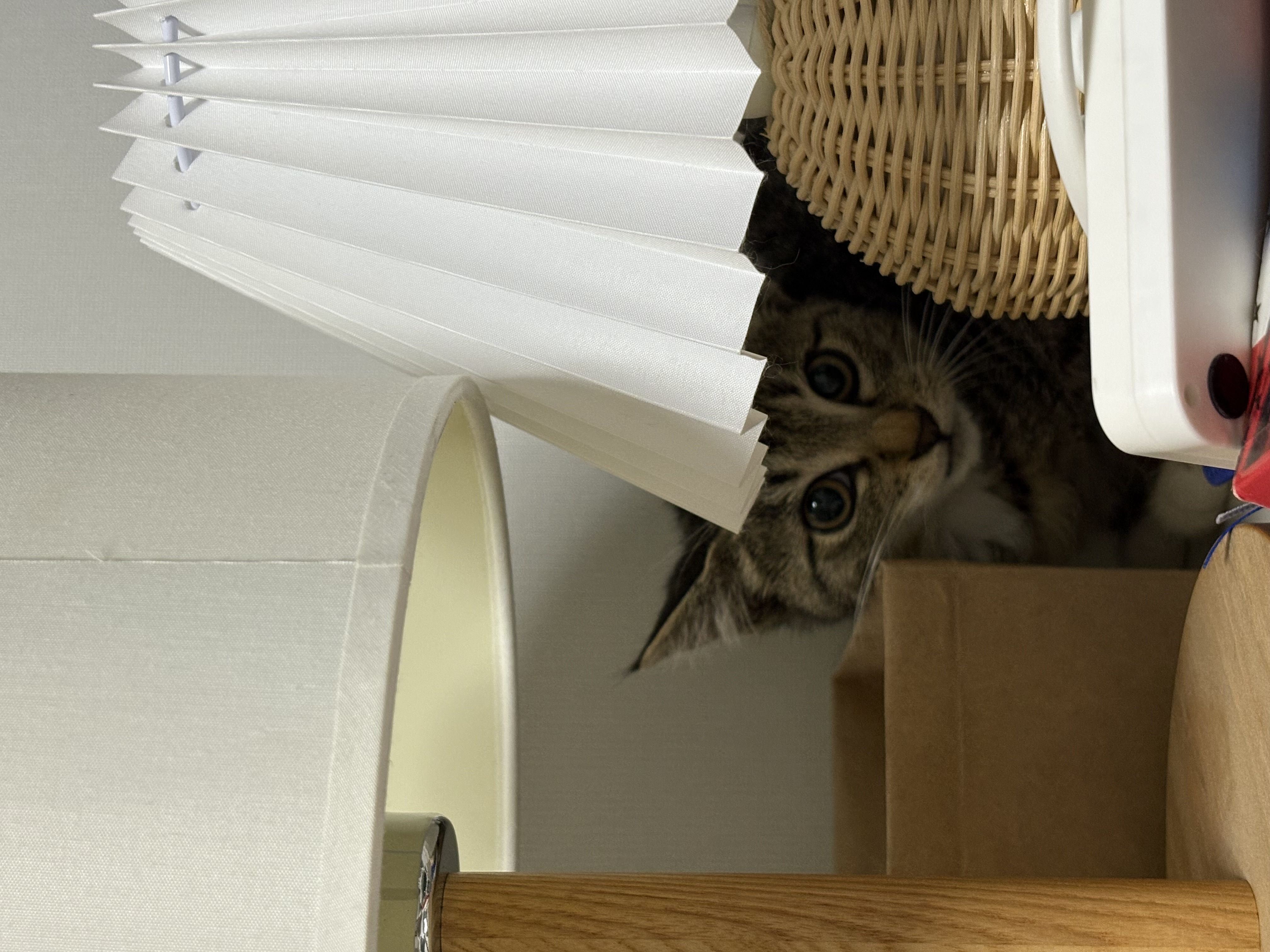 구 애옹 현 하리 입양 일주일차 후기