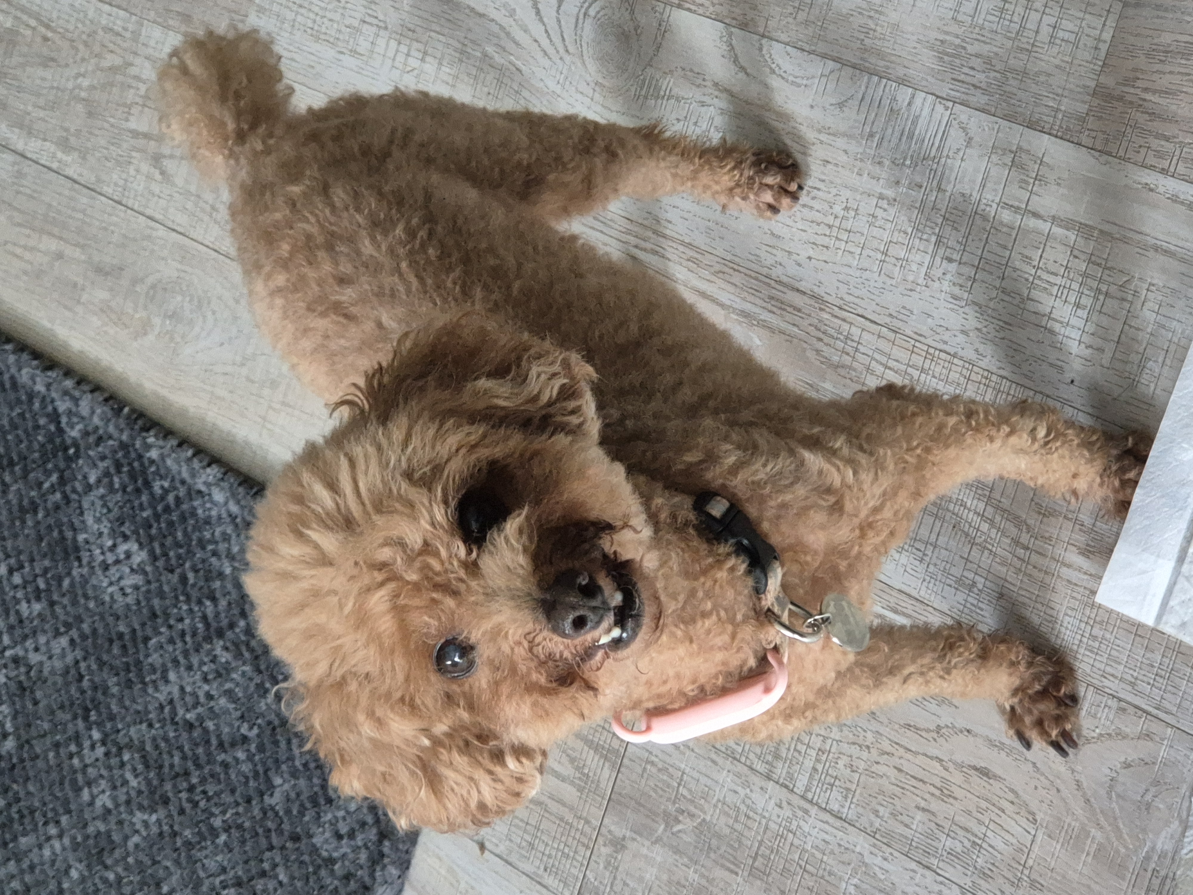 해랑이와 일주일