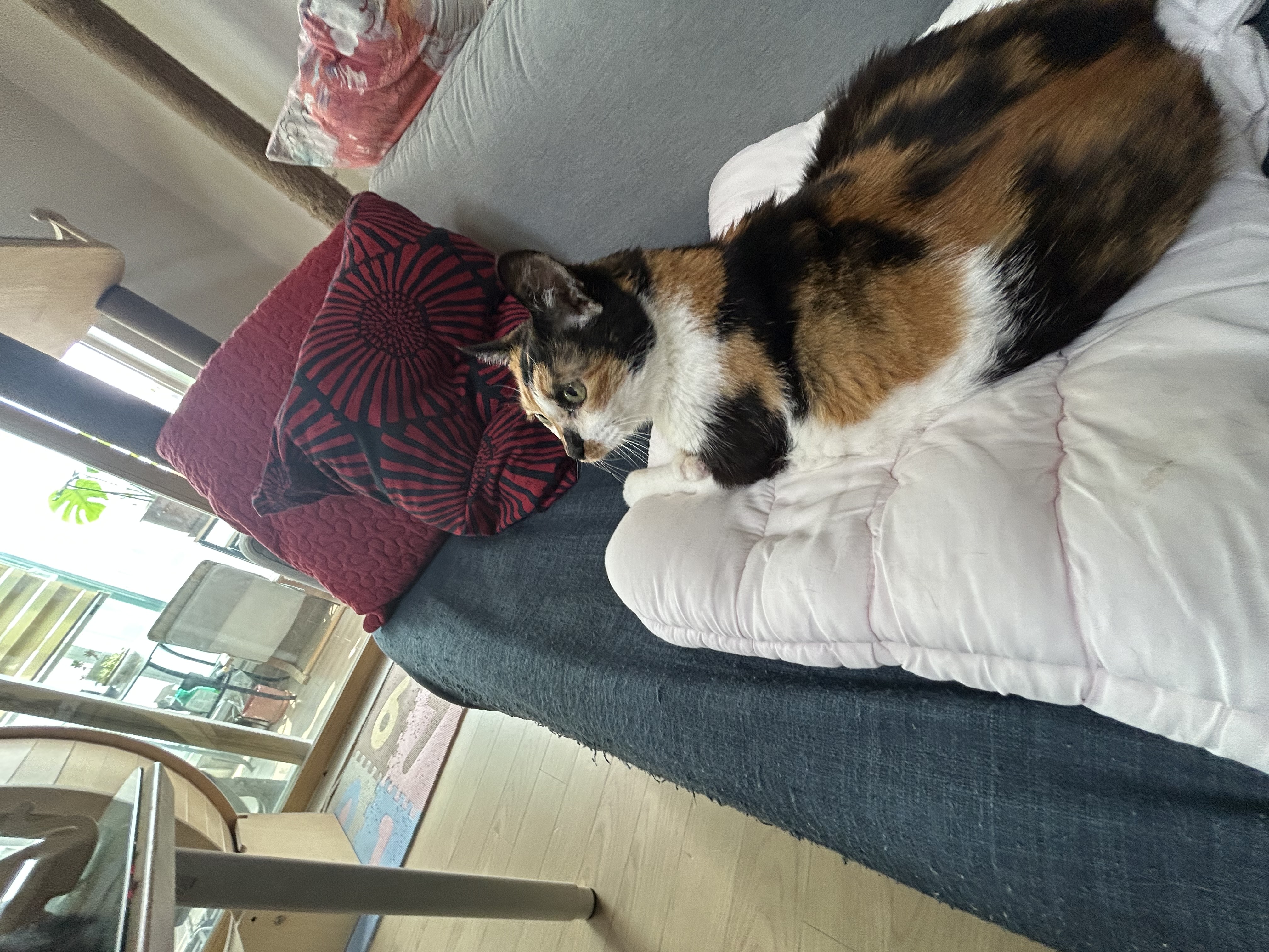 달이가 됀 달냥이