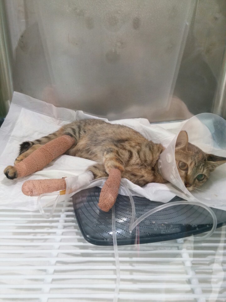 진주 길양이 치료비 지원 부탁드립니다.