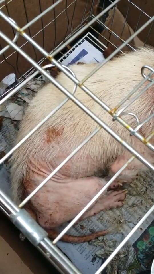 (급) 충주유기견보호소에 모낭충으로 털이다빠진 믹스아이가 고통속에  방치돼있습니다.