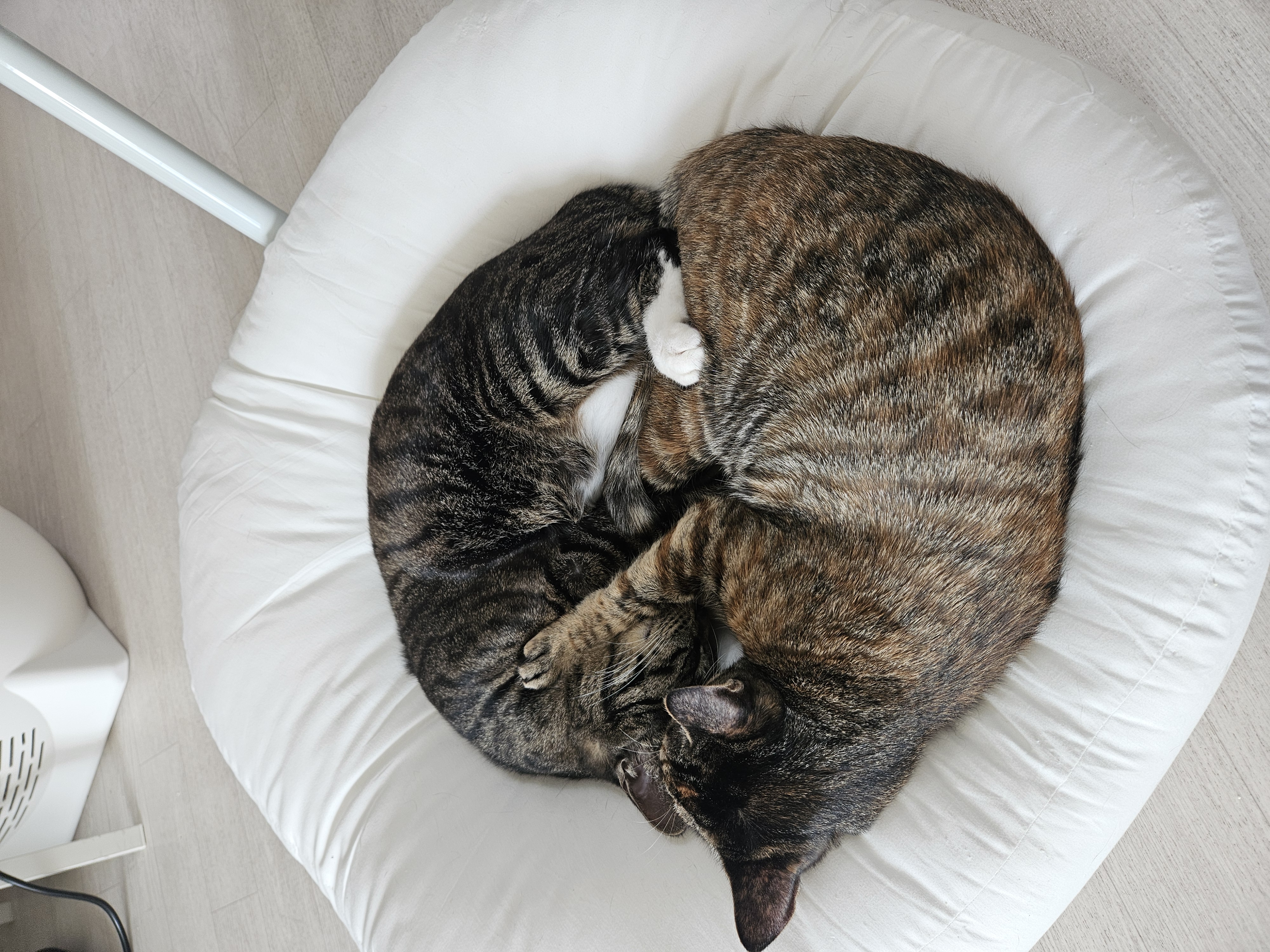 나린이(현 다미) 입양 2년차 후기