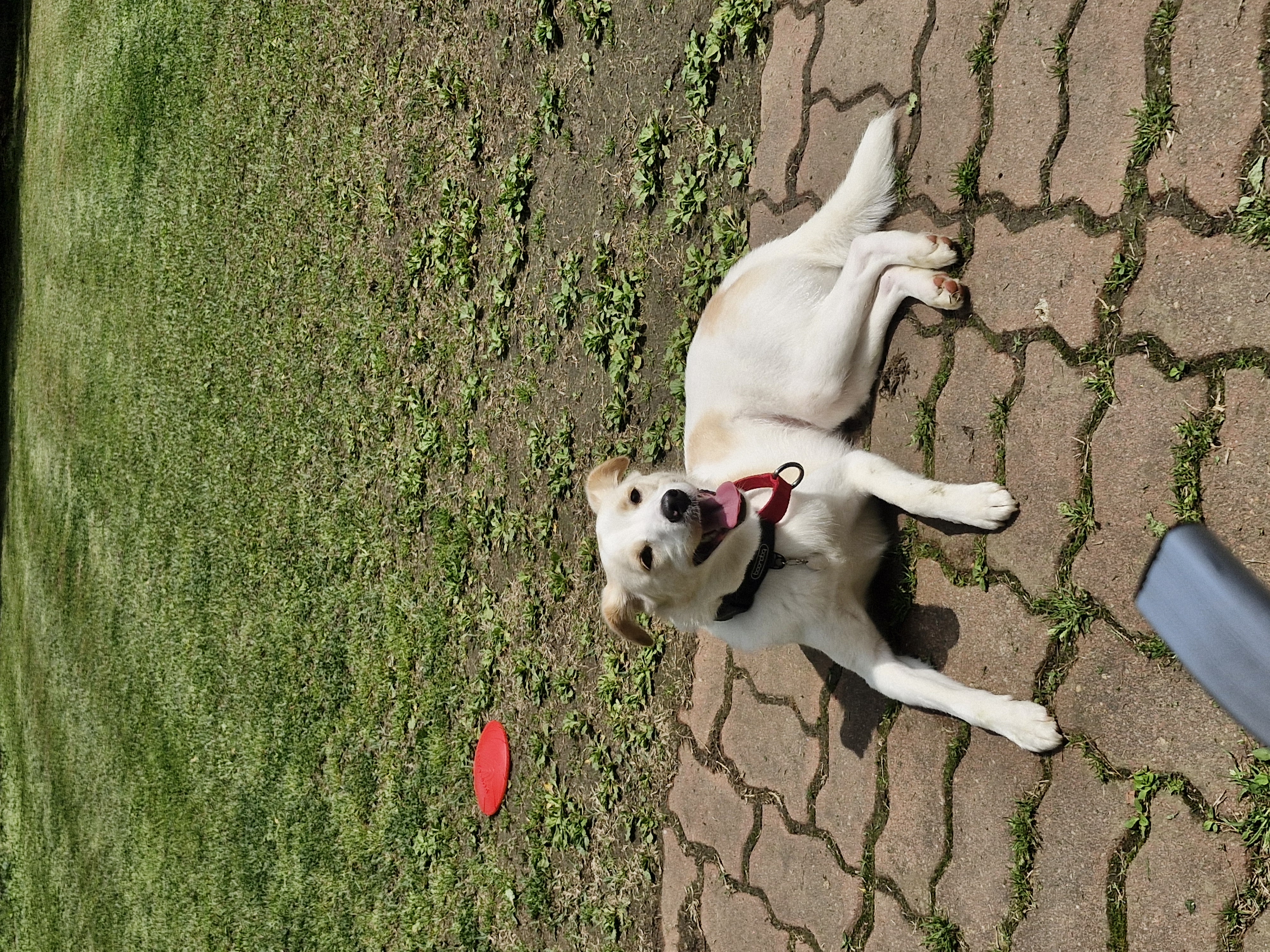 구구(구 건빛) 입양 2년차 후기입니다🧡