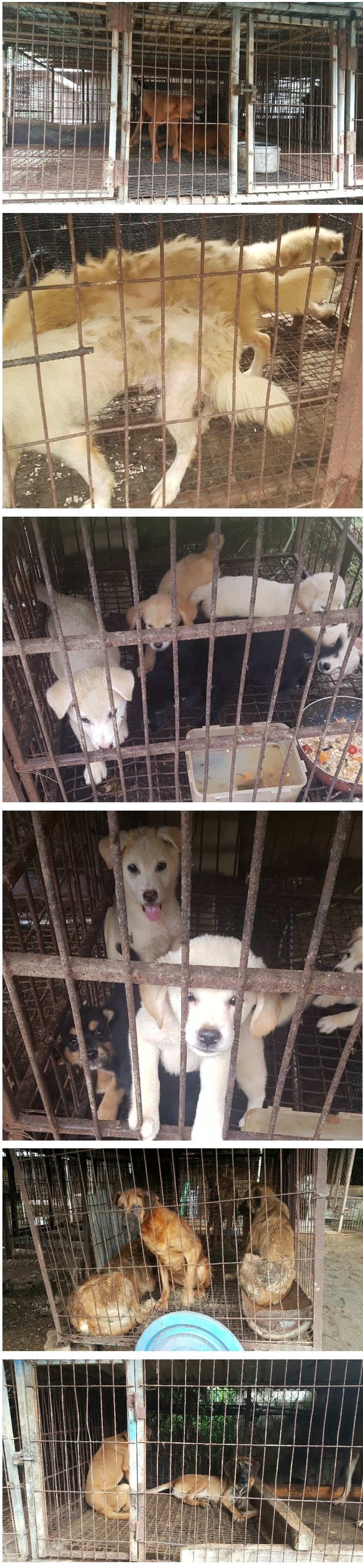 광주광역시 개농장 주인을 만나고 왔습니다