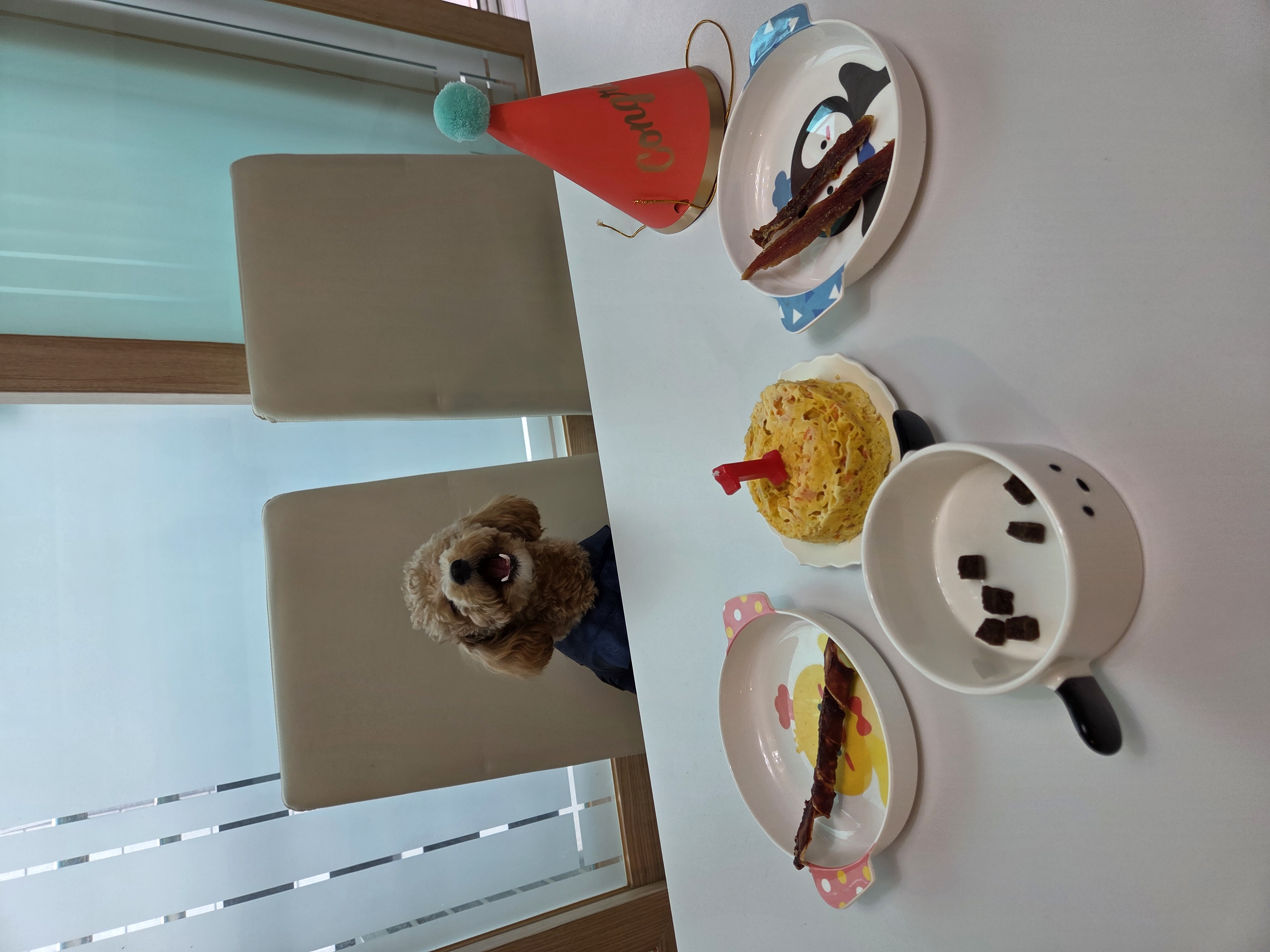 마롱이(구 라떼) 함께한 지 3달(곧 100일 째!)