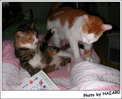 해시와 체리의 자리 뺏기 (레슬링 한판)