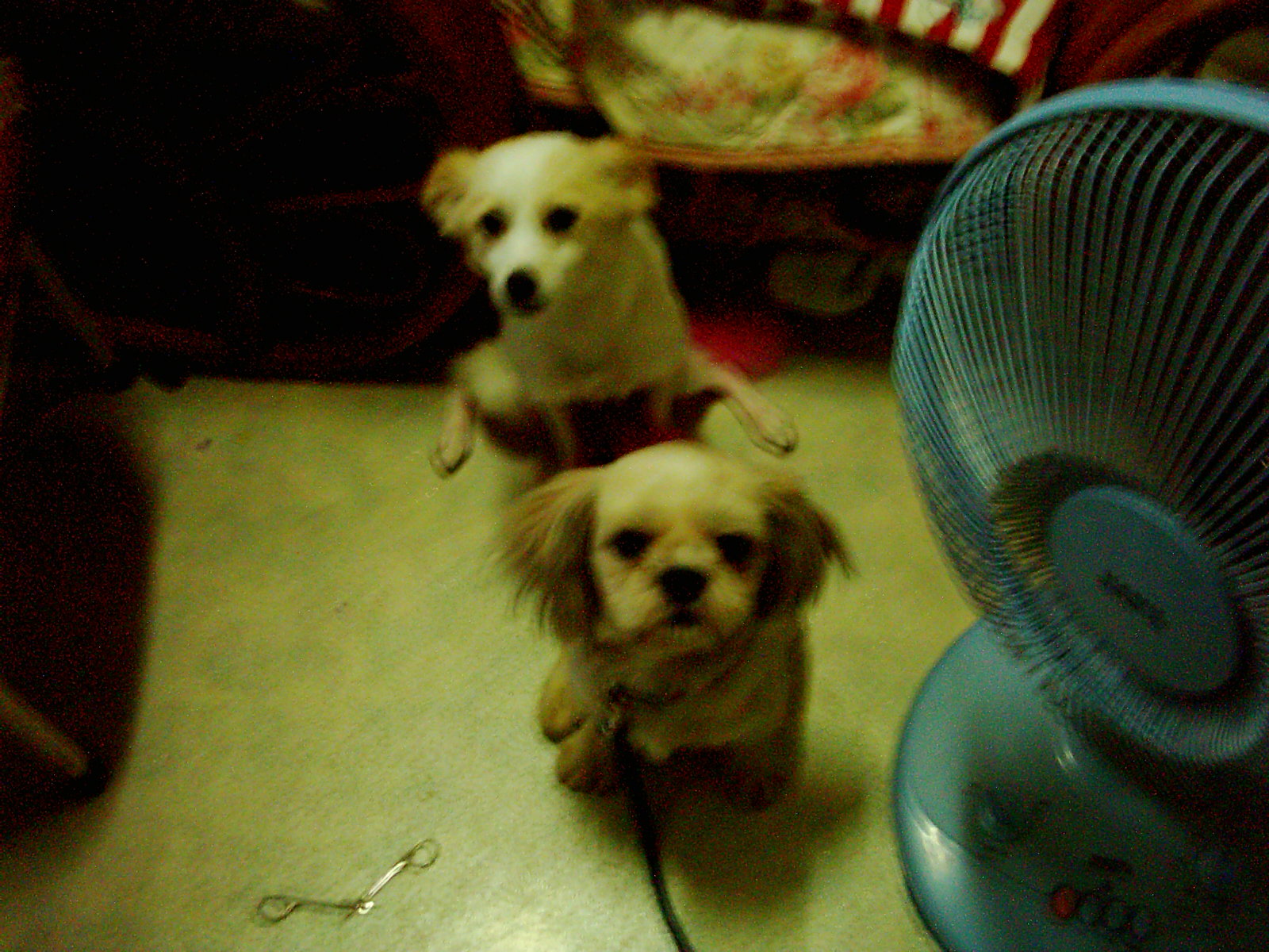 ㅋㅋ 울 애기들의 일기(홈피 첫단장한 기념이에욤)_