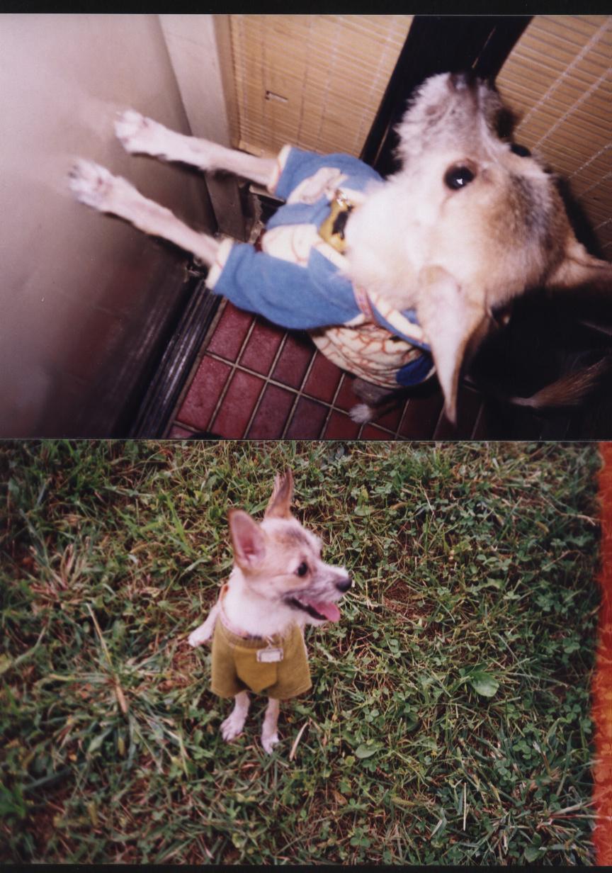 짱가가 나가자고 하네요.