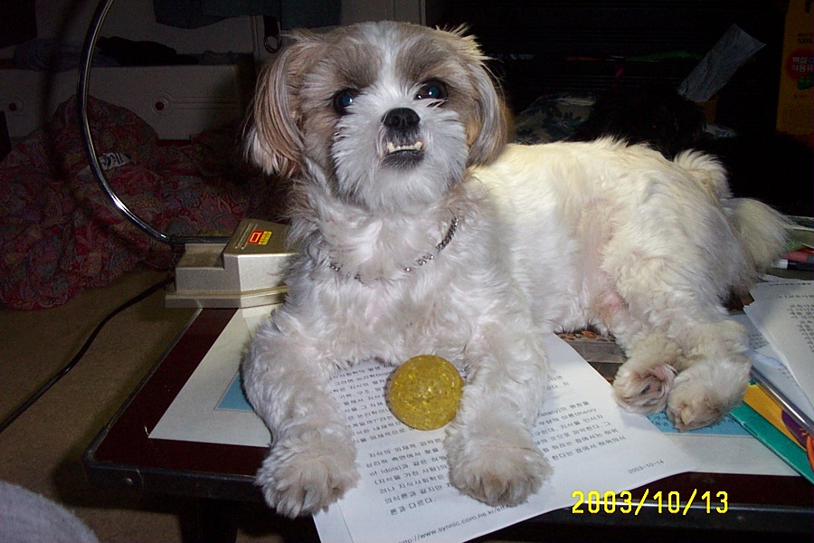 놀아줘..졸라쟁이 통통이