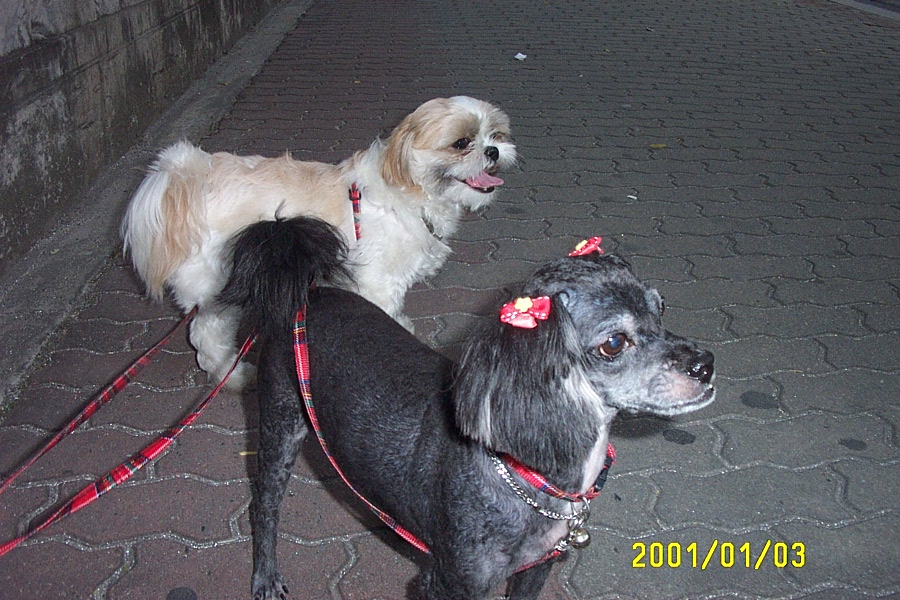 마르쉐 미용했어요.