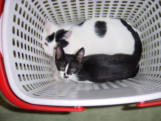 빨래바구니안에서