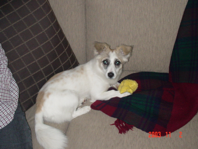 또미(별) 사진이에요...