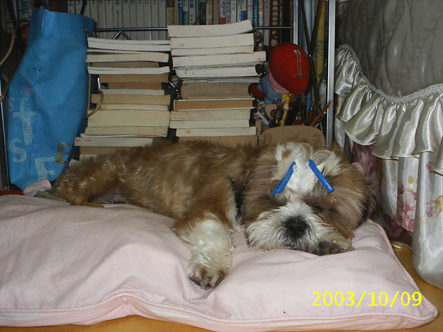 밤톨-재미형아 꼬까 입고 이쁜 척..