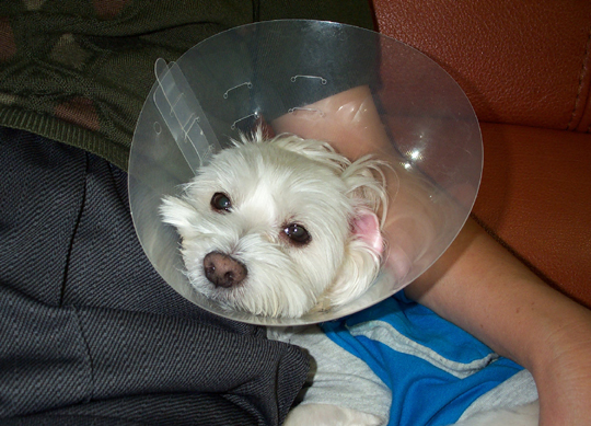 아야하다고 어리광만 는 얄리