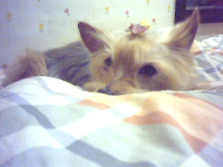 졸릴때는 이리 아기같아용 ^^