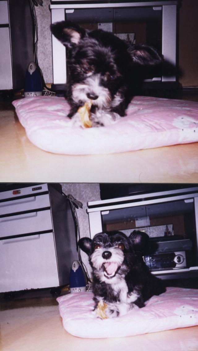 개껌은 맛있어...