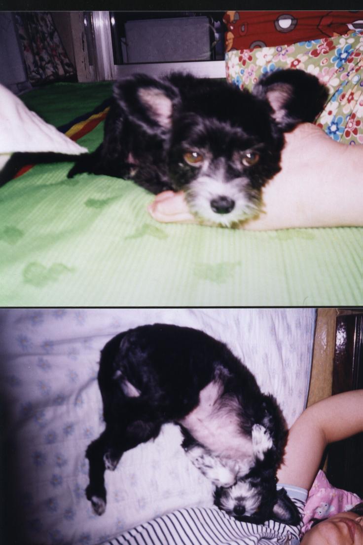 차돌이 발베게를 베고서...