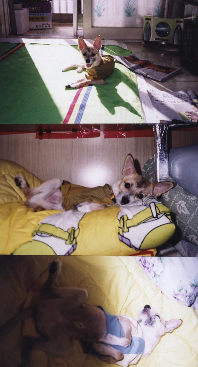 짱가일광욕하는 모습