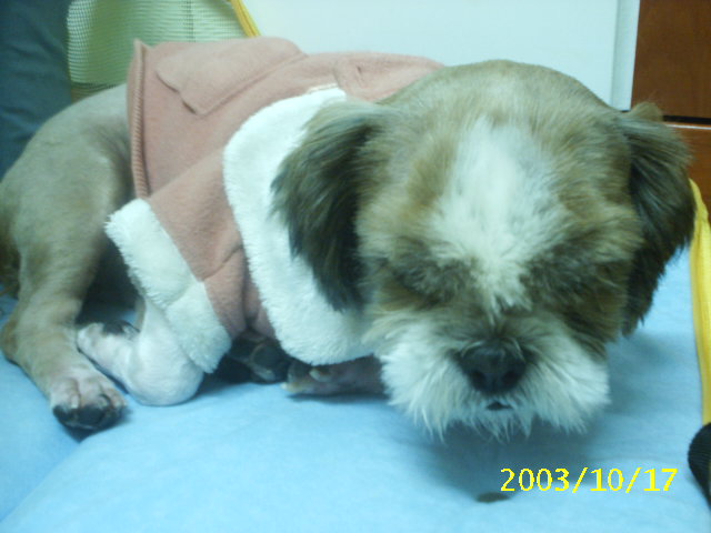 밤톨-참을 수 없이 내려오는 눈꺼풀..