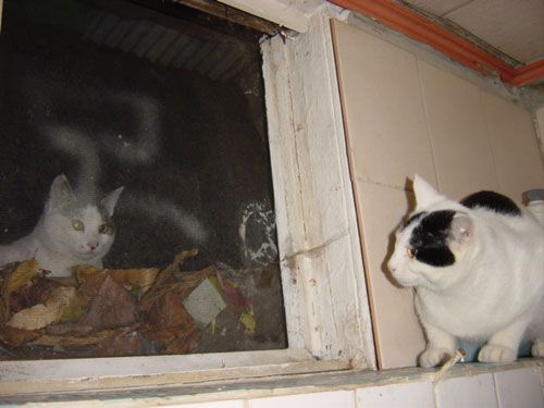 마야네 집입니다, 오바~