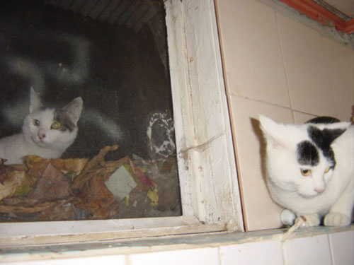 마야네 집입니다, 오바~