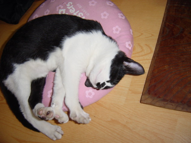 마야네 집입니다, 오바~2