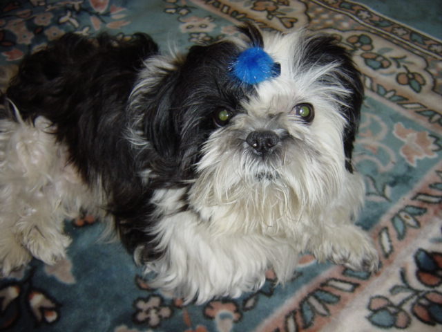 마야네 집입니다, 오바~3