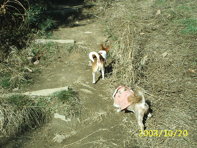 밤톨과 재미-산에 갔다왔어염..