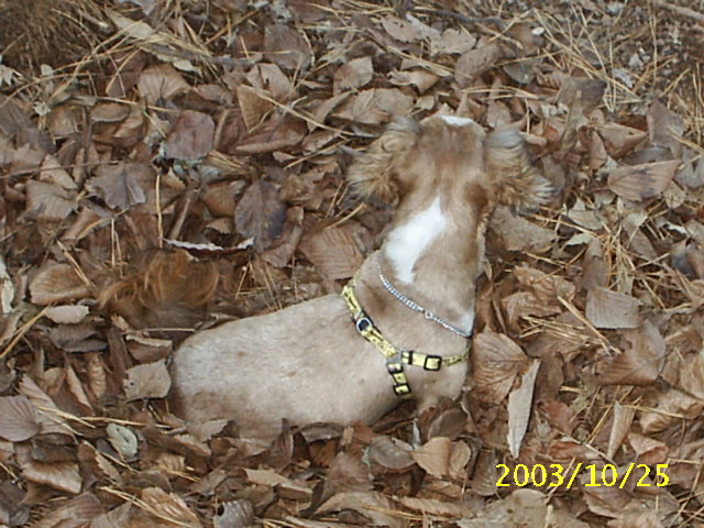 밤톨과 재미-밤톨 관찰기 1