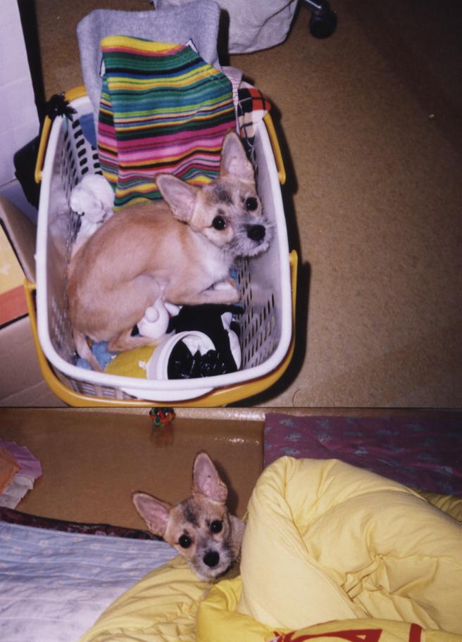 장난감 바구니속에 들어간 짱가?