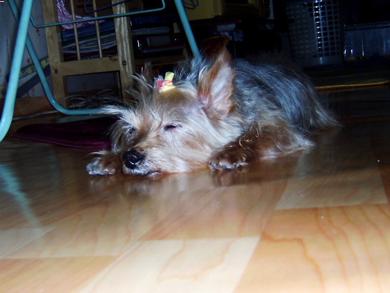 의욕상실한 쭈니 왕자...