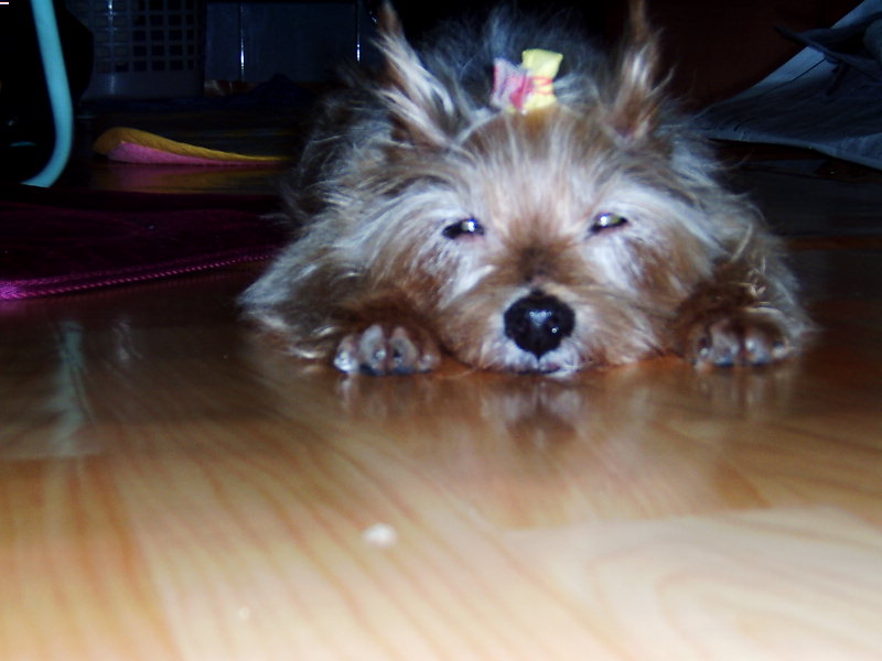 의욕상실한 쭈니 왕자...