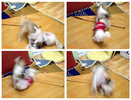 임시&gt; 주안이 3일