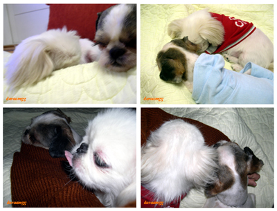 임시&gt; 주안이 5일