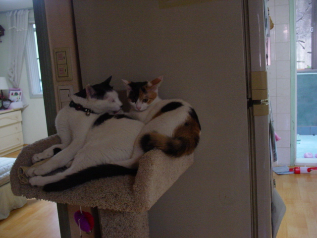 안녕하세요? 찌쭈언니에요~