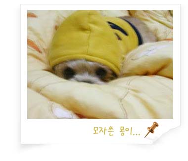 황금시츄 몽이 잘 지냅니다..
