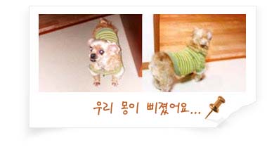 황금시츄 몽이 잘 지냅니다..