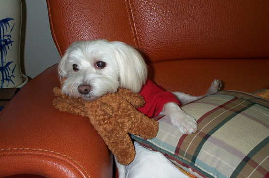 얄리 인형의 주된 용도는?