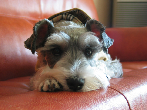 간만에 또리사진 도배들어가요(1)