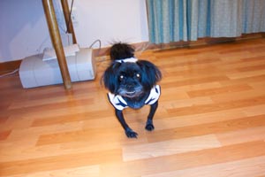 둥실이와 함께한지 4년이 되어가네요