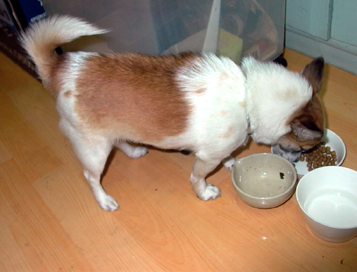 복실이 털 세우다