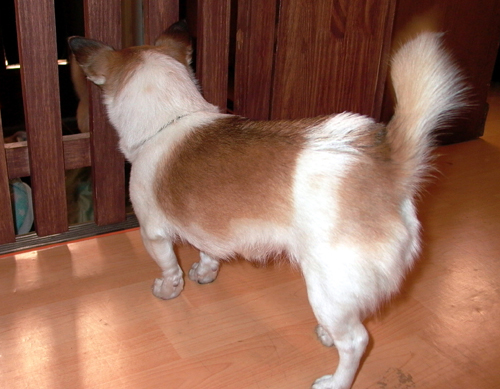 복실이 털 세우다