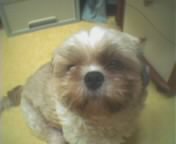 만두의 미용전후..(못알아보실지도..)