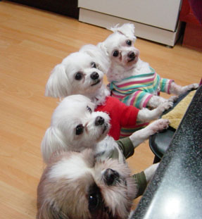 행운이와 아이들