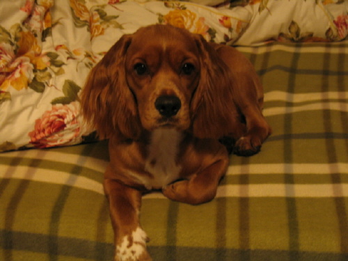 누리(섣달이) 사진 더 올려요 ^^