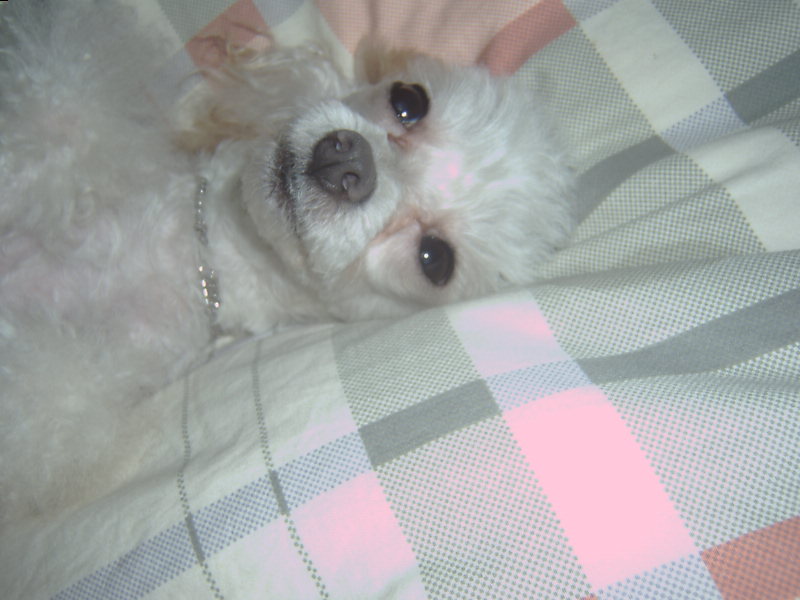 쪼미의 앙증 맞은 모습입니다.