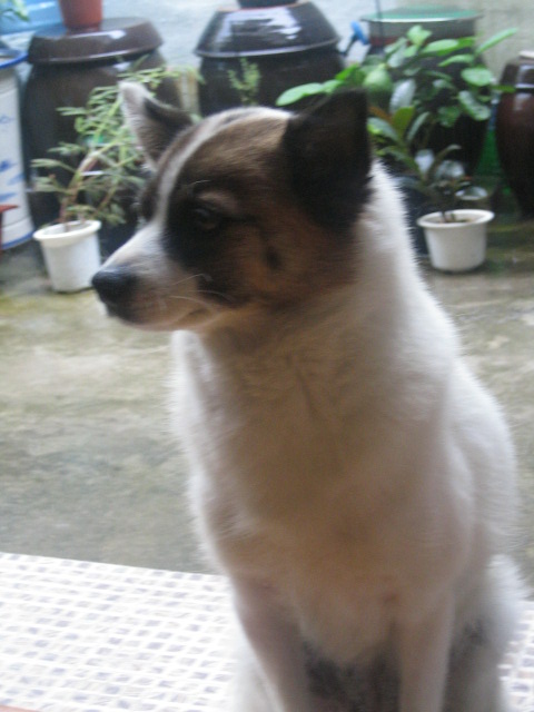 깜보와 깜보누나