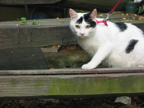 마야의 두번째 산책